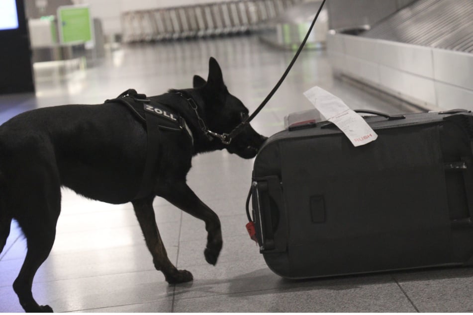 Hund Bella riecht an einem Koffer am Stuttgarter Flughafen.