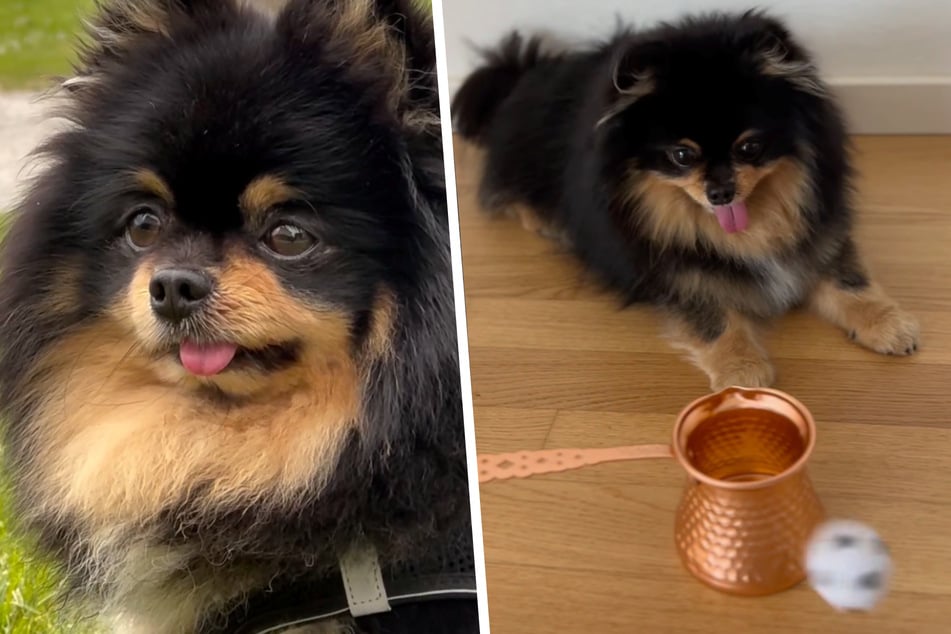 Auf Instagram unterhält "Petfluencer" Henry 235.000 Follower.