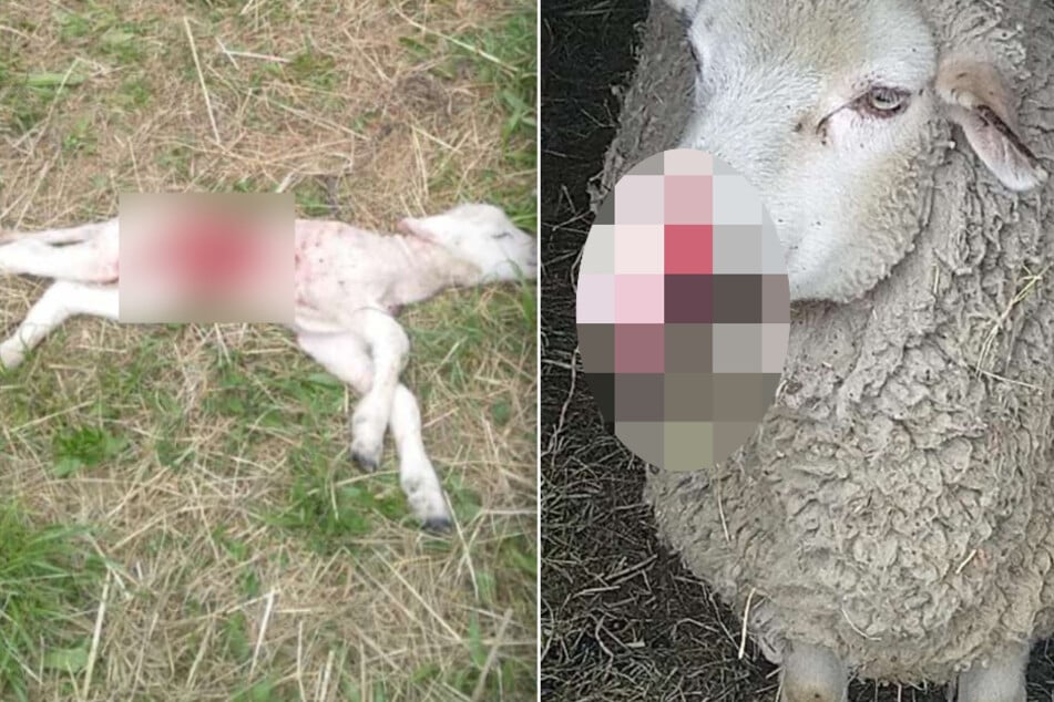 Verstörende Bilder aus Kirchberg (Landkreis Zwickau): Mehrere Schafe wurden offenbar mit einem Messer attackiert. Ein Lamm (l.) überlebte die brutale Attacke nicht.