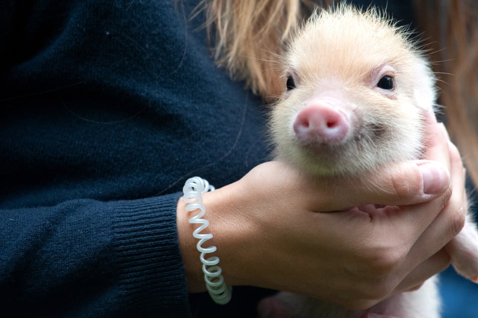 Saugeil! Minischweine sorgen für Durchbruch bei Erektions-Problemen