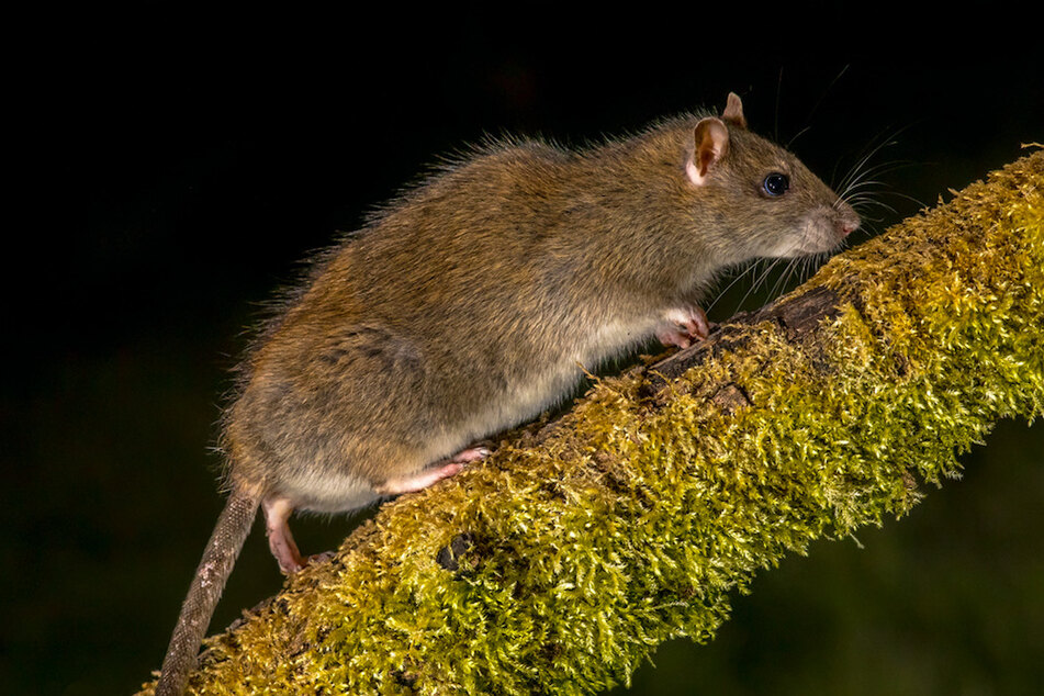 Ratten vermehren sich rasant, ein Paar kann bis zu 1000 Nachkommen in einem Jahr bekommen.