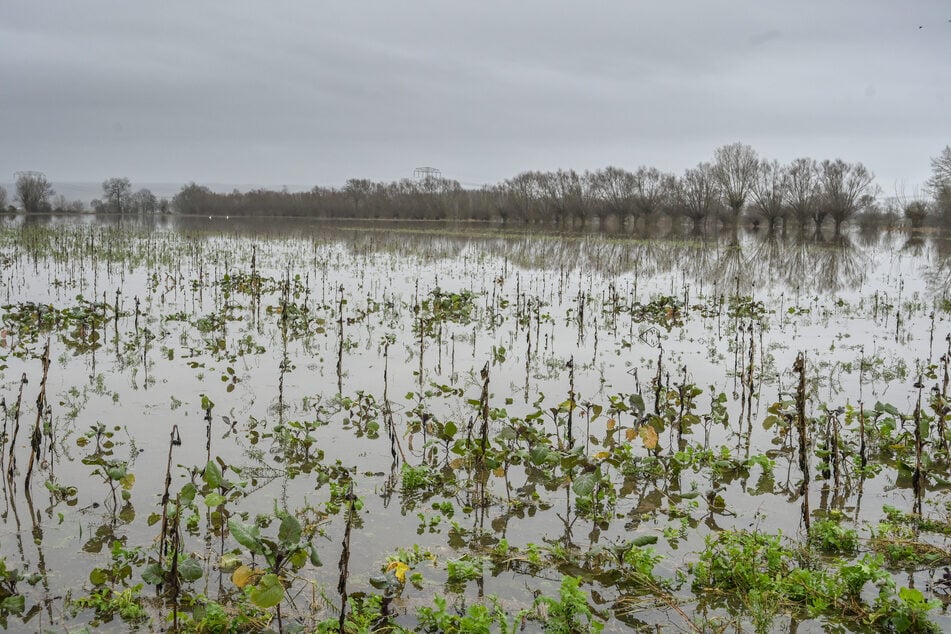 Hochwasser: Bauern sollen bei gezielten Flutungen entschädigt werden