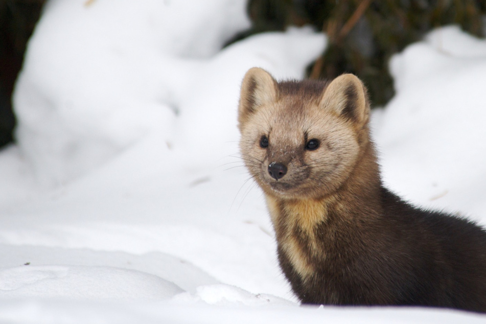 A Minnesota trapper accidentally caught a pine marten in a bobcat trap and quickly sprung into action to save its life.