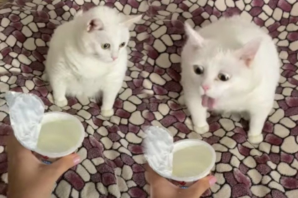 Cat catches a whiff of sour cream and its reaction is priceless!