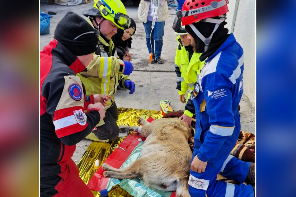 Tierretter versorgen einen verletzten Hund, der in Antakya geborgen wurde.