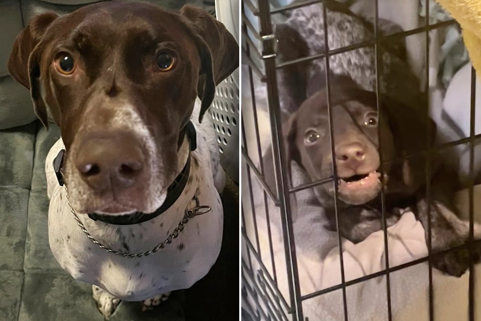Besitzer konfrontieren Hund mit Welpen: Seine Reaktion bringt alle zum Lachen