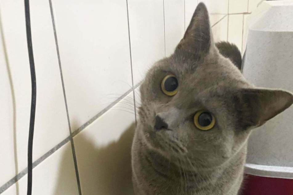 "Yagmur" sucht ein Zuhause bei geduldigen Katzen-Verstehern.