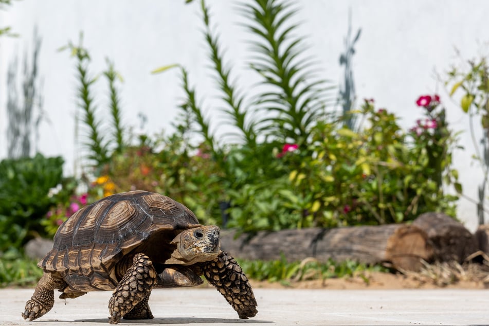 Giftige Pflanzen dürfen für Schildkröten nicht zugänglich sein.