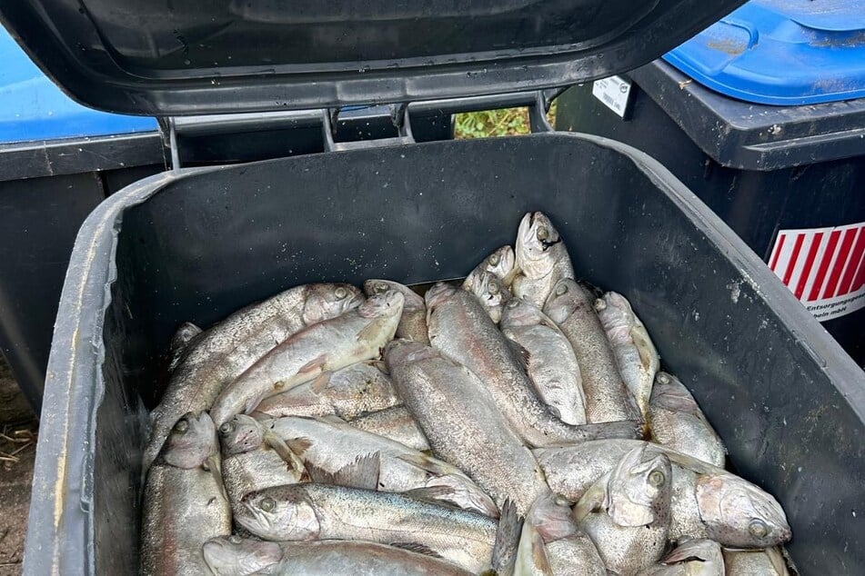In der Folge musste Schnek 9000 Kilo toter Fische in die Tonne kloppen. Forellen halten maximal 27 Grad aus.