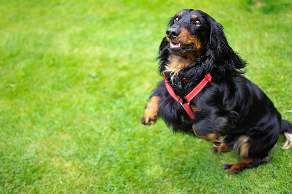 Spieltrieb und zu viel Aufregung begünstigen bei Hunden das impulsive Hochspringen. Achte auf ausreichend Ruhephasen.