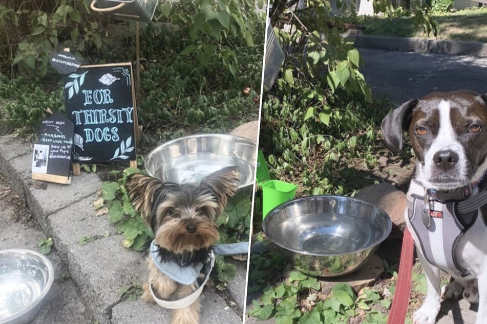 The dogs can't get enough of their beloved StarPups Coffee! (collage)