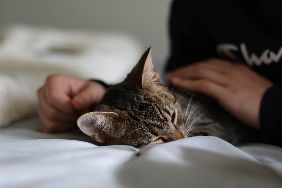 Cats unconsciously learn their name by associating the sound of it with themselves.