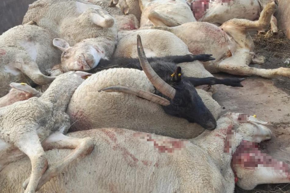 Zahlreiche Schafe und Ziegen sind infolge eines Wolfs-Angriffs in Thüringen verendet.