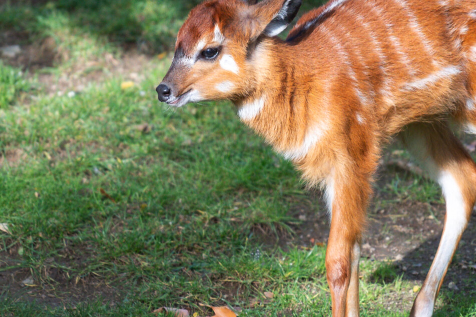 Süßer Nachwuchs im Kölner Zoo: Antilopen-Baby Chimpepe wackelt durchs Gehege