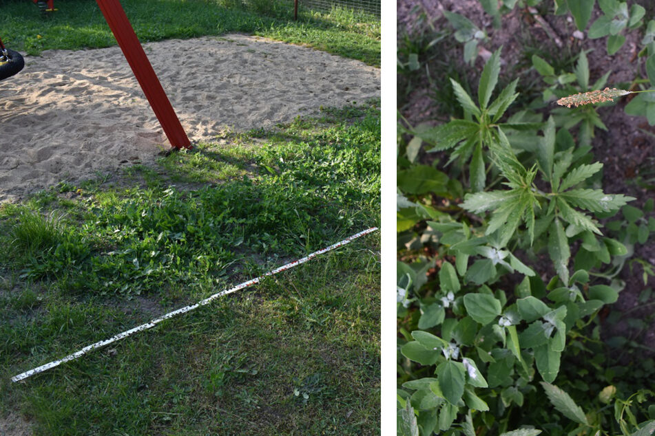 Auf einem Spielplatz in der Altmark wuchsen cannabisähnliche Pflanzen.