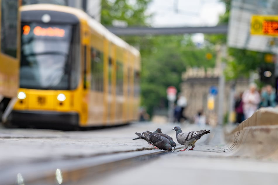 Dass Tauben heute auf den Straßen unserer Städte leben, ist laut der Stadttauben-Initiative vom Menschen verursacht.