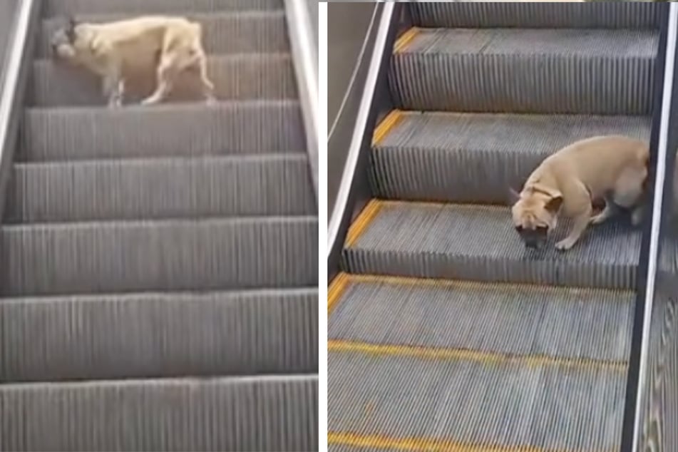 Bulldog se enamora de las escaleras mecánicas, pero su afición es arriesgada