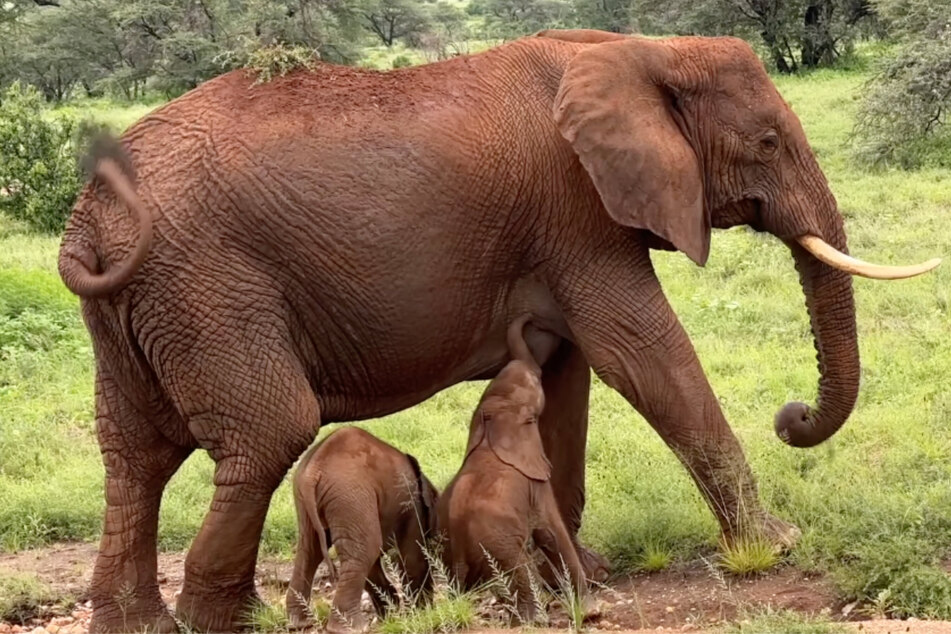 Rare elephant twins born in jumbo "double joy" against "amazing odds"