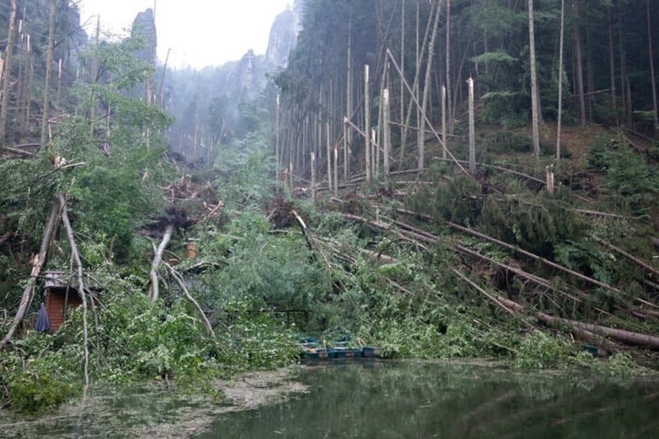 Im Nationalpark Sächsische Schweiz sind zahlreiche Bäume infolge eines verheerenden Unwetters umgestürzt.
