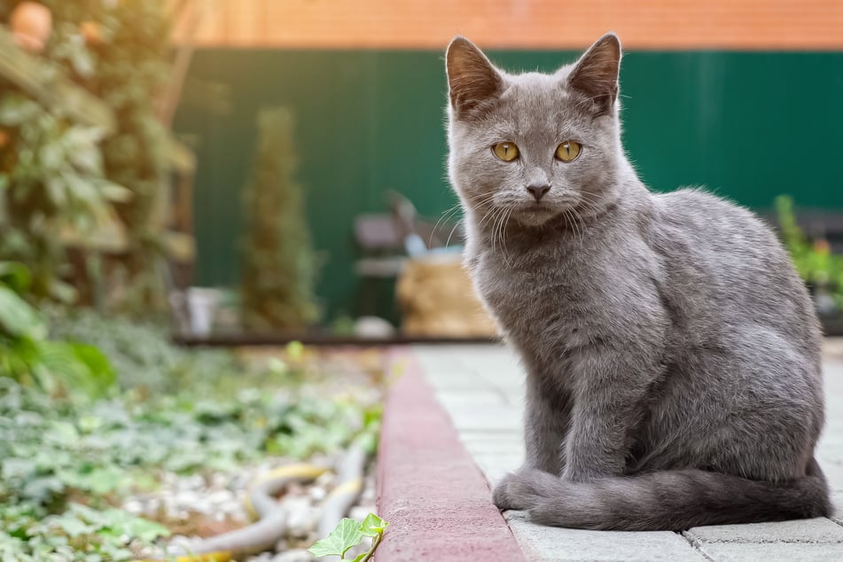 Die meisten Katzen genießen Freigang sehr.