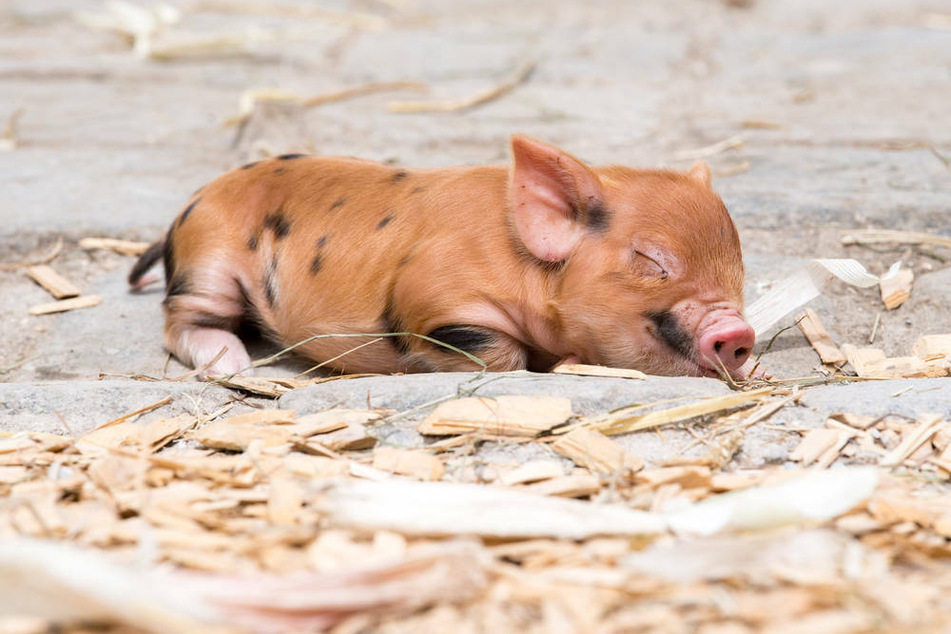 Aller Anfang ist anstrengend! Da muss auch mal eine Pause eingeschoben werden.