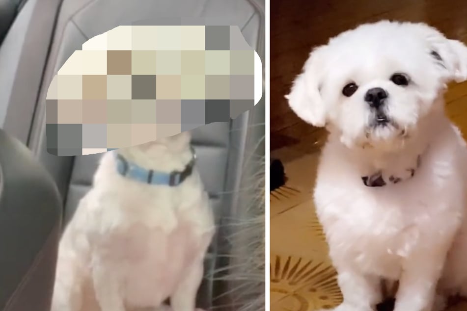 Frau bringt ihren Hund zum Friseur: Als sie das Ergebnis sieht, möchte sie weinen