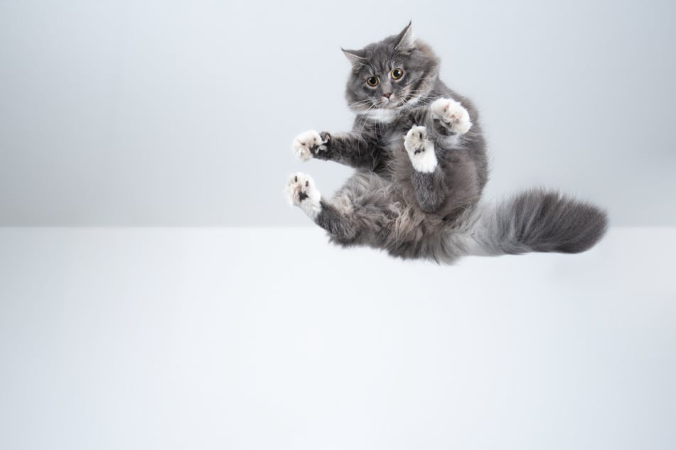 Warum Katzen immer auf ihren Pfoten landen, erklärt TAG24.