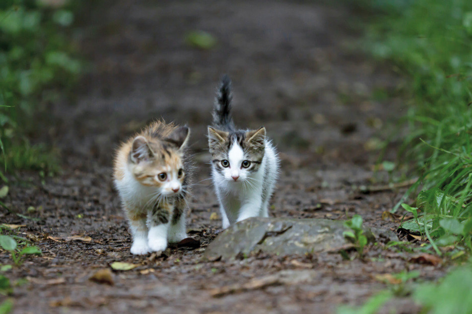 Für Katzenschnupfen anfällig sind Katzen mit einem schwachen Immunsystem.