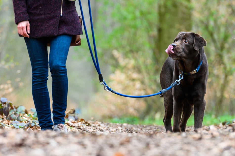Hundehalter in Leipzig müssen ab dem 1. Januar tiefer in die Tasche greifen. Die Regelung, die die Stadt bereits im Oktober bekannt gegeben hatte, wurde inzwischen jedoch noch einmal verändert - und um Rabatte ergänzt.