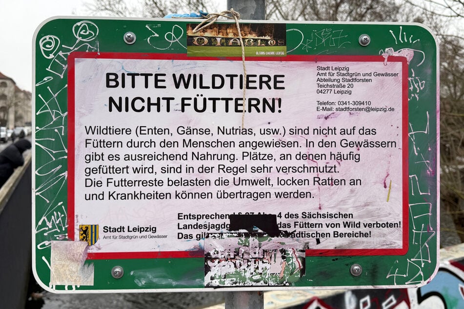 Die Stadt mahnt bereits davor, die Tiere zu füttern. Diese berge gleich mehrere Gefahren.