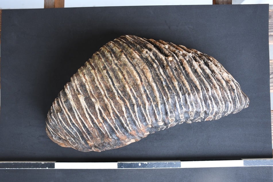 Der Mammutzahn könnte bis zu 125.000 Jahre alt sein.