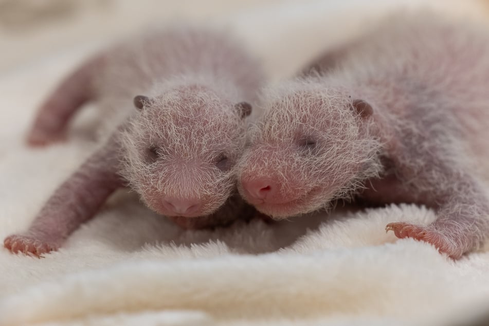 Die beiden Panda-Zwillinge aus dem Berliner Zoo sind zwei Weibchen.