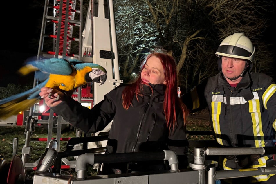 Die Feuerwehr musste im niedersächsischen Weyhe einen Gelbbrustara von einem Baum retten.