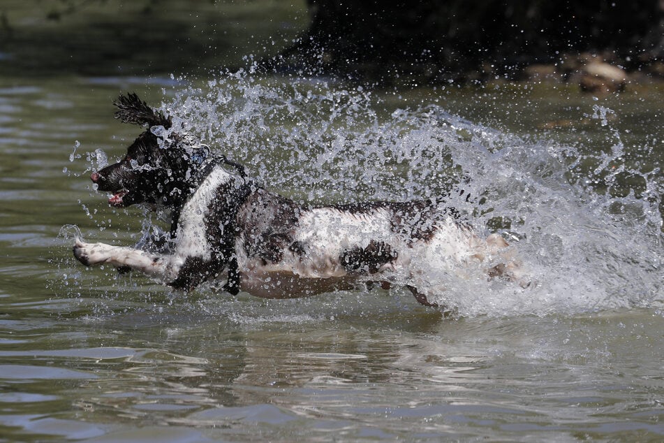 Ein Hund ist in Bremerhaven ins Hafenbecken gefallen. Sein Besitzer wollte ihn retten. (Symbolfoto)