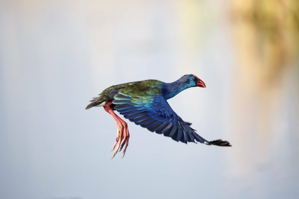 Purple gallinules are known for their striking blue feathers and long toes.