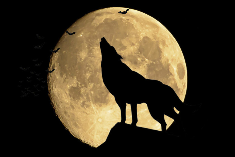 Dass Wölfe den Mond anheulen, ist ein Mythos.