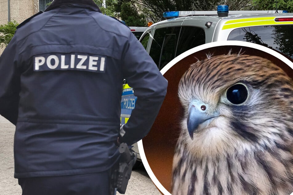 Beamten des Polizeipräsidiums Südosthessen retteten am Mittwoch im Main-Kinzig-Kreis einen verletzten Turmfalken. (Symbolbild)