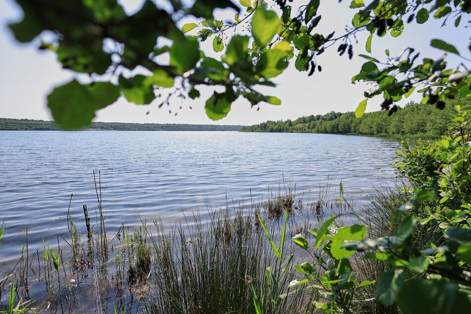 Ufer-Blick auf den Bockwitzer See - er ist ein Naturparadies, Baden ist nur an einer Stelle erlaubt, Boote sind tabu.