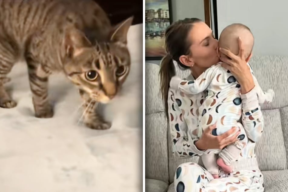 Katze Noel zeigt sich besonders fürsorglich, wenn es um seine Besitzerin Taylor Mickle und ihr Baby Michael geht.