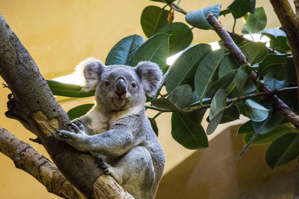 Mullaya (10) allein zu Haus: Weil es mit Weibchen Sydney nicht funkte, wartet das liebesfaule Koala-Männchen derzeit ohne seine Madame im Dresdner Zoo.