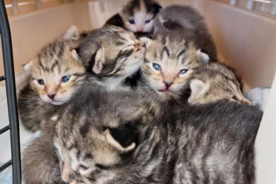 Wie süß: Die Kleinen sind jetzt in Sicherheit.