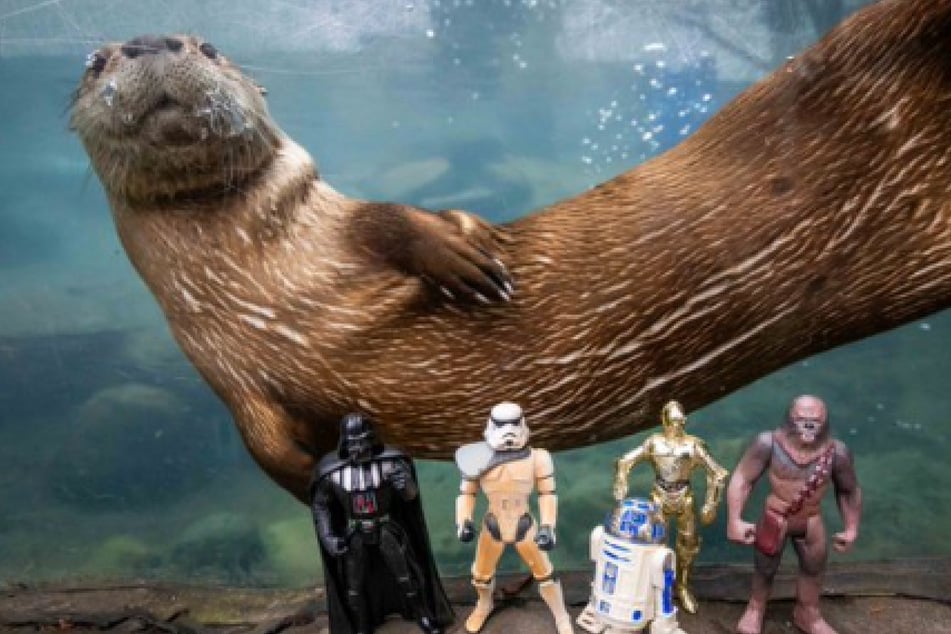 Zoos around the US celebrate Stars Wars Day in epic fashion!