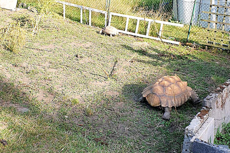 Polizei staunt nicht schlecht, was sie bei Hausdurchsuchung alles für Tiere findet