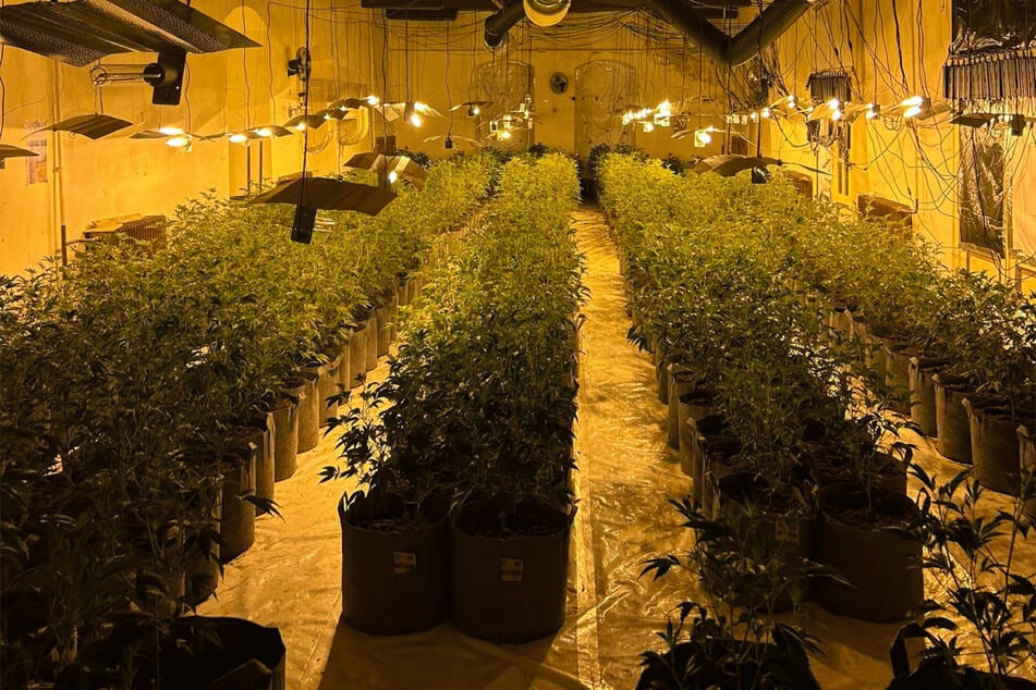 Neben rund 600 Cannabispflanzen wurden 100 Kilo verkaufsfertige Blüten entdeckt.