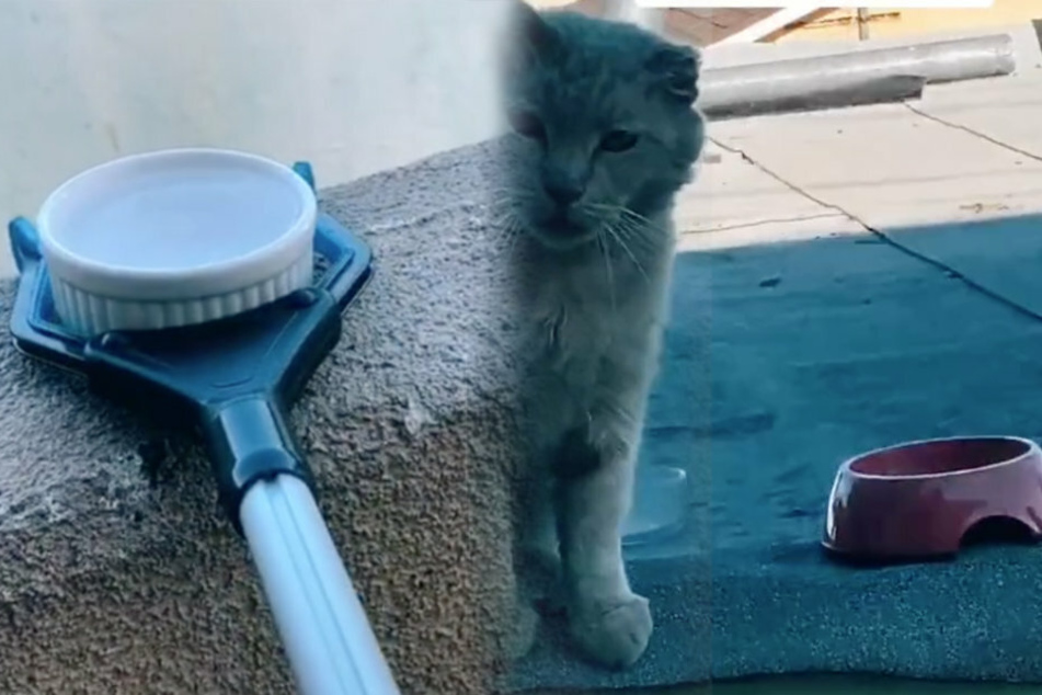 Auch das Wasser erhält der Kater auf diese ungewöhnlich Art und Weise.