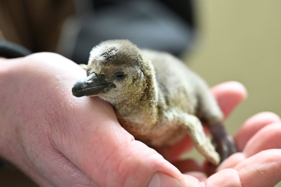 Das am 1. Dezember geschlüpfte Küken gehört der Familie der Humboldt-Pinguine an.