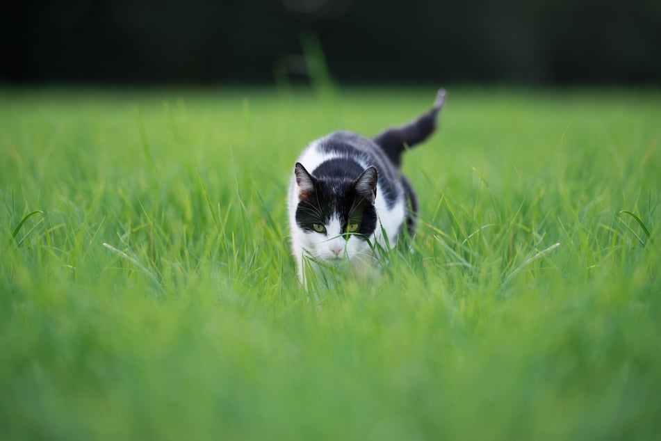Mit natürlichen Feinden, darunter auch Katzen, kann man Elstern im Garten loswerden.