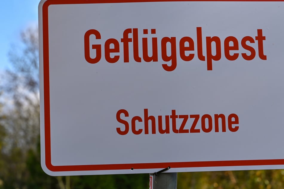 Vogelgrippe: Geflügelhalter in Hessen bangen, weitere neue Verdachtsfälle