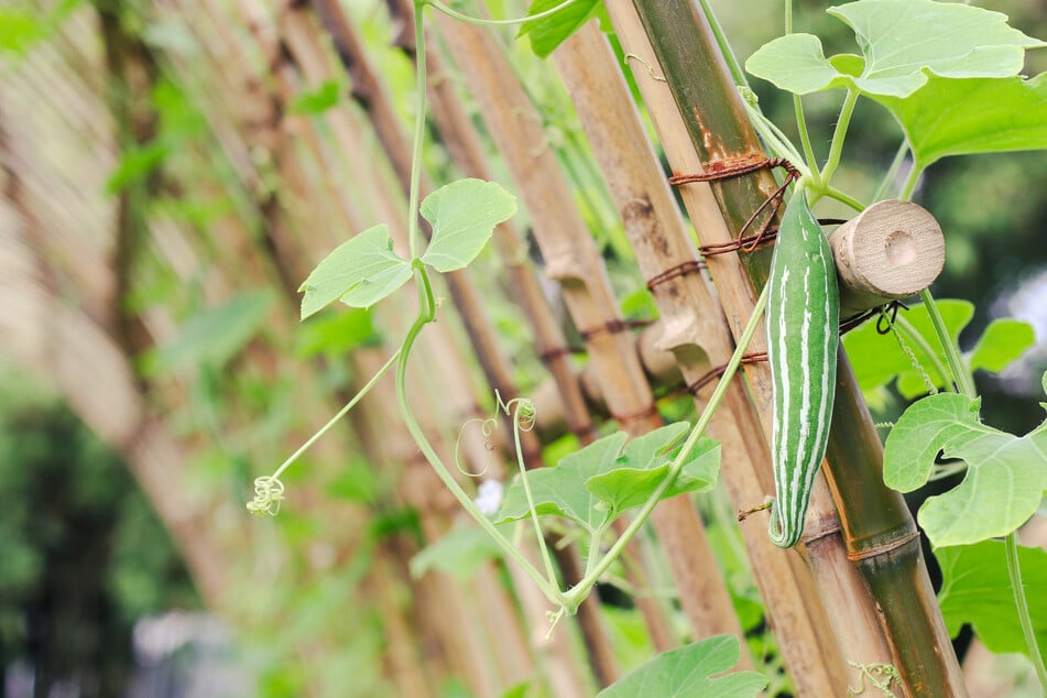 Gedüngt und gepflegt wird die Luffa-Gurke wie beispielsweise auch die Salatgurke.