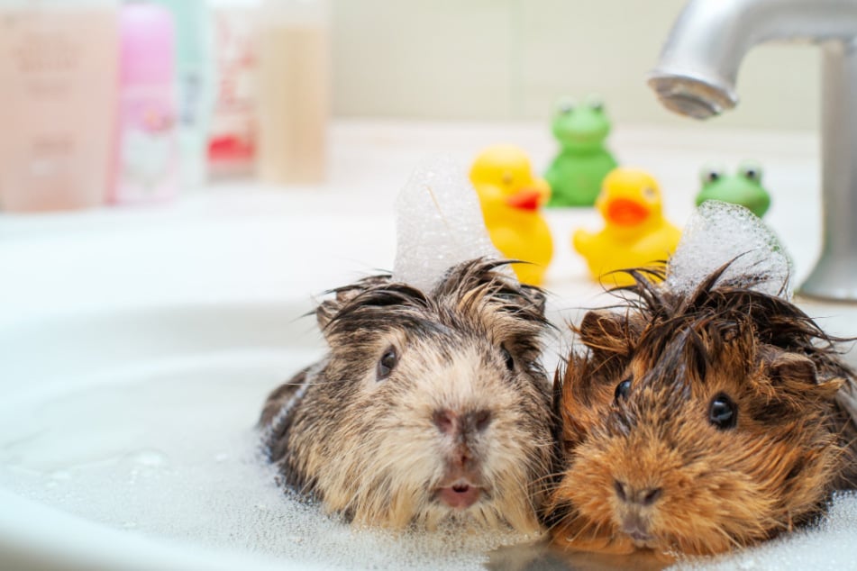 Darf man Meerschweinchen baden? Tipps und Infos